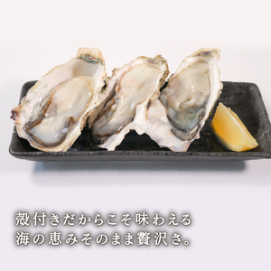牡蠣 70個 殻付き 冷凍 生食用 大容量 かき 牡蠣 カキ  オイスター oyster アヒージョ バーベキュー BBQ フライ 揚げ物 ごはん 夕飯 おかず おつまみ 晩酌 米 丼 海産物 海鮮 魚介 魚介類 贈答品 お中元 大船渡 三陸 岩手県 国産