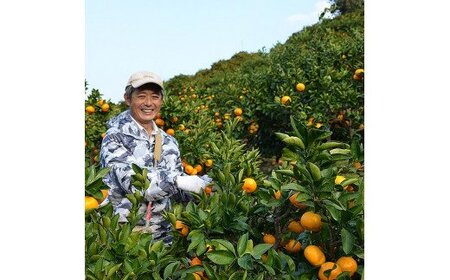 有田みかん 味暦ブランド【サイズ混合】秀品 約5kg / 薄皮で甘い美味しいみかん 産地直送 / 紀伊国屋文左衛門本舗_V7240