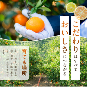 和歌山県産 有田みかん 化粧箱 約4.5kg Mサイズ【まごころ手選別】_ZE6059n