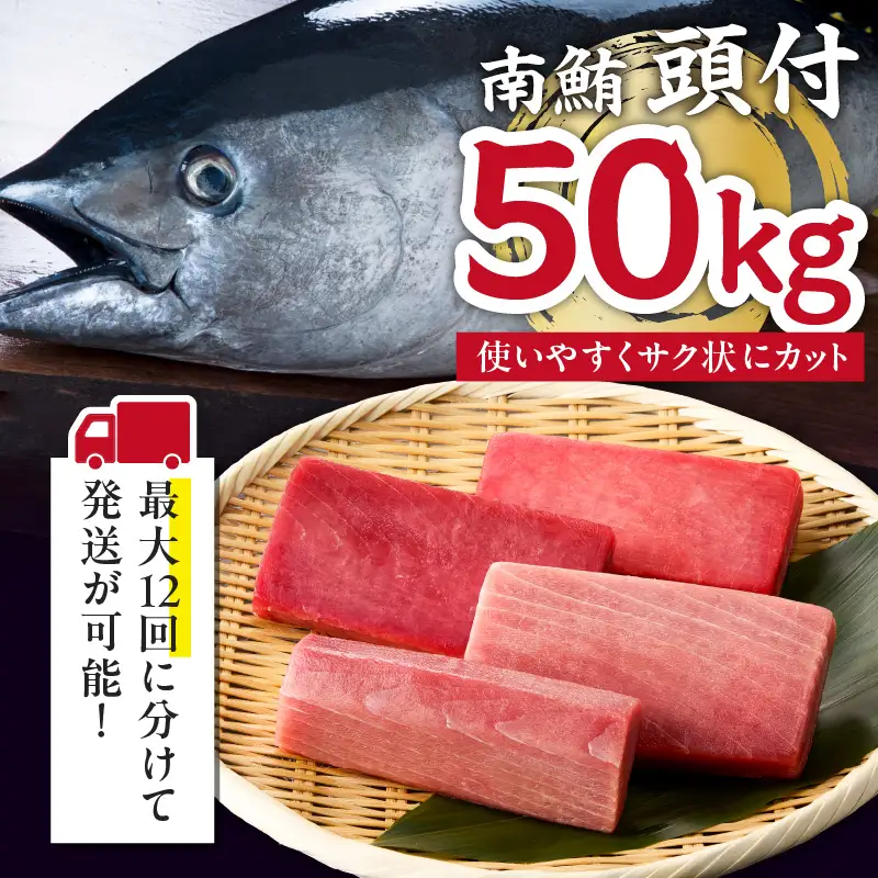 【 定期便 】 特選 寿司 用 南まぐろ 1本 頭付き （ 1～12回 配送 ） M005-T08 冷凍 マグロ 定期