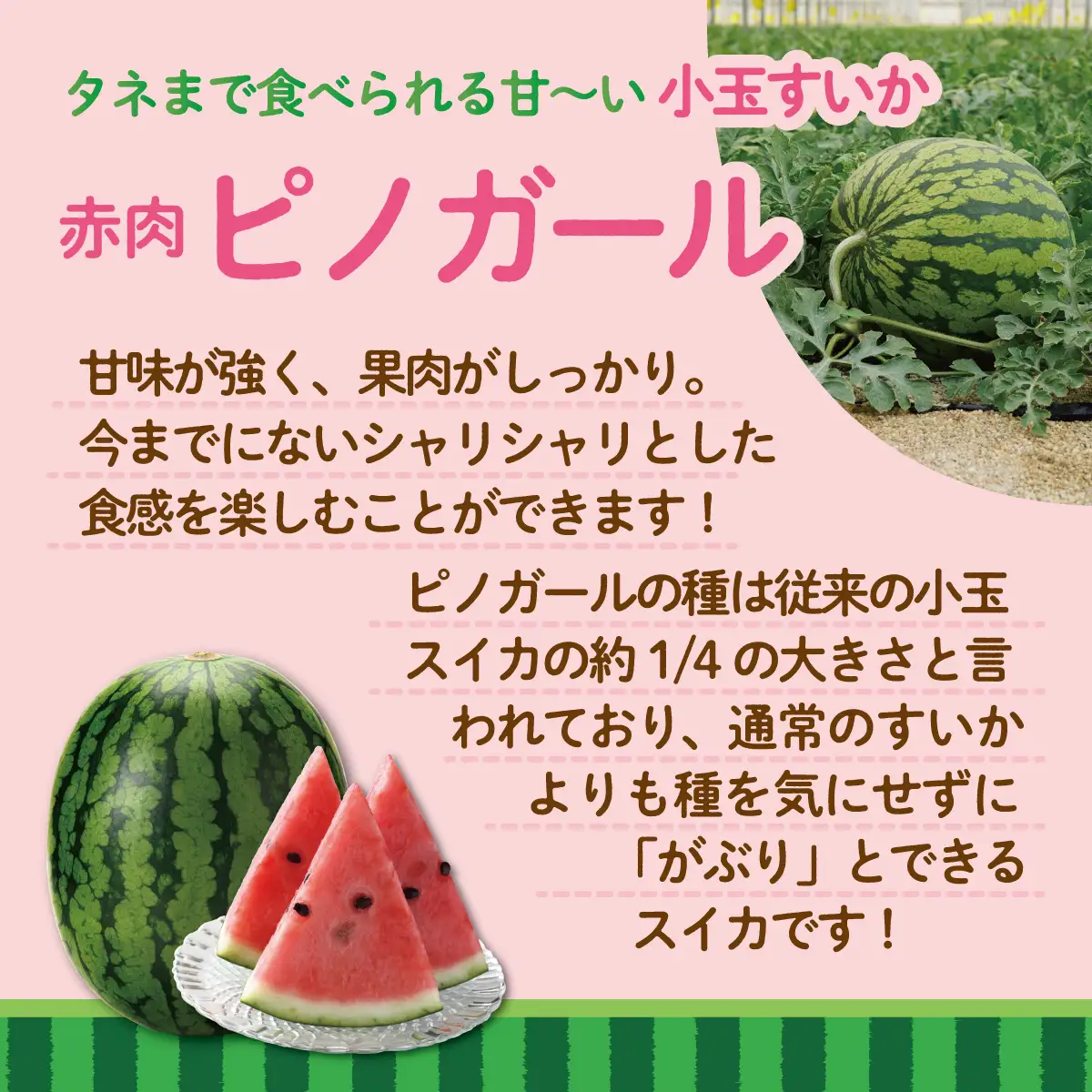 ＜2026年8月上旬より順次お届け＞北海道壮瞥産 小玉すいか（赤肉・ピノガール）2玉 約3kg スイカ SBTN004