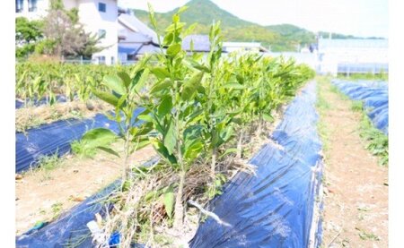 【2027年先行予約】八朔(はっさく)　苗木 2年生 1本 _ZE6477