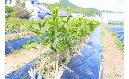 【2027年先行予約】八朔(はっさく)　苗木 2年生 2本 _ZE6144
