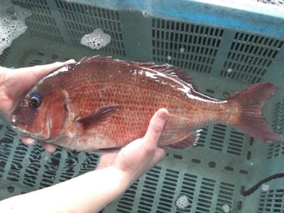 （冷蔵）たい姿造りセット／伊勢志摩　熊野灘　鈴木水産　真鯛　タイ　お刺身　塩焼き　鯛めし　煮付け　豪華姿造り　度会町