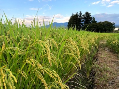 【先行予約】【令和8年度新米】白米 有機肥料使用 農林48号 5kg×1袋 [h154]