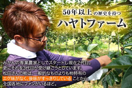 50年以上の歴史を持つ『ハヤトファーム』の太秋柿! 約2.5kg～3kg 5-8玉前後 《10月上旬-10月末頃出荷》