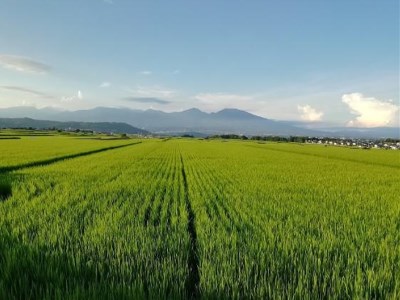 【令和7年産・白米5kg（農薬不使用米）】フナで育てた「五郎兵衛さんのお米」＜2025年10月初旬以降順次配送＞ 長野県 信州こしひかり【五郎兵衛米米 コメ 白米 精米 お米 こめ おこめ 備蓄品 仕送り おすそ分け 備蓄米 コシヒカリ こしひかり 長野県 佐久市 】
