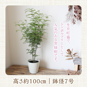 チーム田主丸『我が家の緑樹』シリーズ 【シマトネリコ】_シマトネリコ 鉢径 7号 高さ 約100cm チーム田主丸 緑のある暮らし 我が家の緑樹 シリーズ 鉢入り 庭植え 鉢植え 存在感 シンボルツリー 常緑樹 人気 植物 お取り寄せ 福岡県 久留米市 インテリア 送料無料 〔Hf021〕