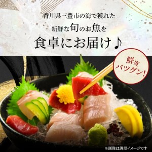 鮮魚詰め合わせ 5～6尾(約2.5kg)