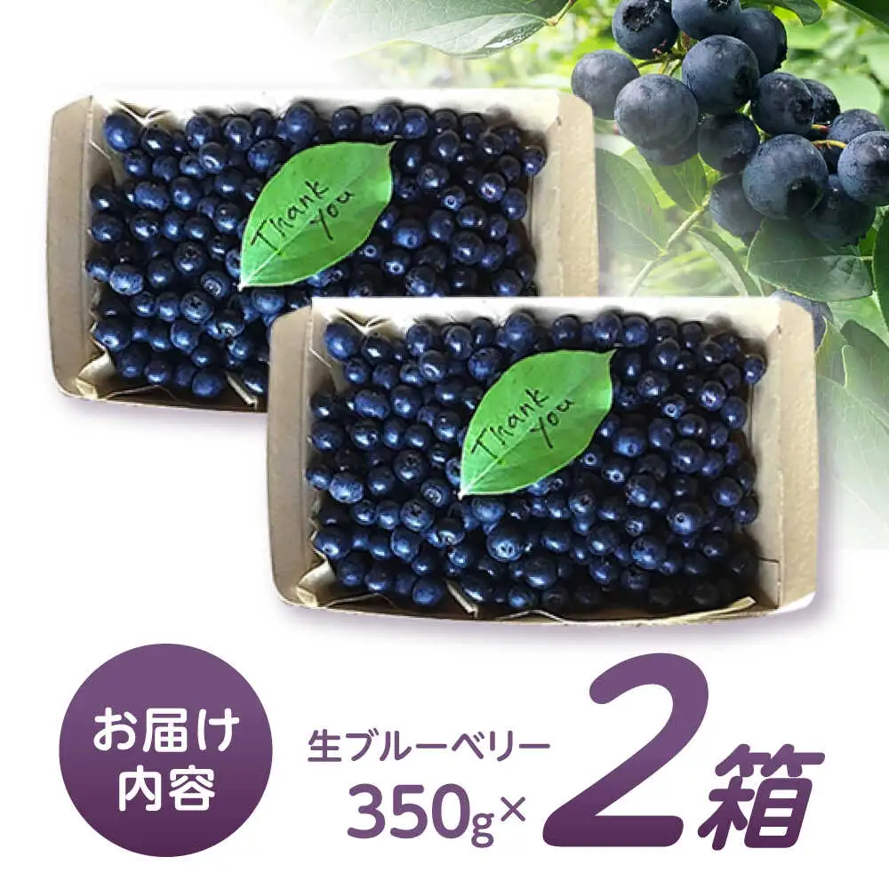 ※【2026年7月下旬より順次発送／先行予約】朝摘みブルーベリー 350g×2箱 / ブルーベリー 生 ジュース 摘みたて フレッシュ フルーツ / 諫早市 / のんびり山  [AHBA001]
