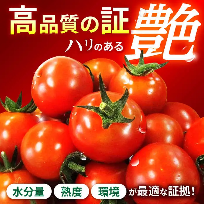 【先行予約※2026年11月より発送】愛果菜ミニトマト9P×3セット / ミニトマト プチトマト トマト とまと / 諫早市 / 愛菜ファーム株式会社 [AHAK003]