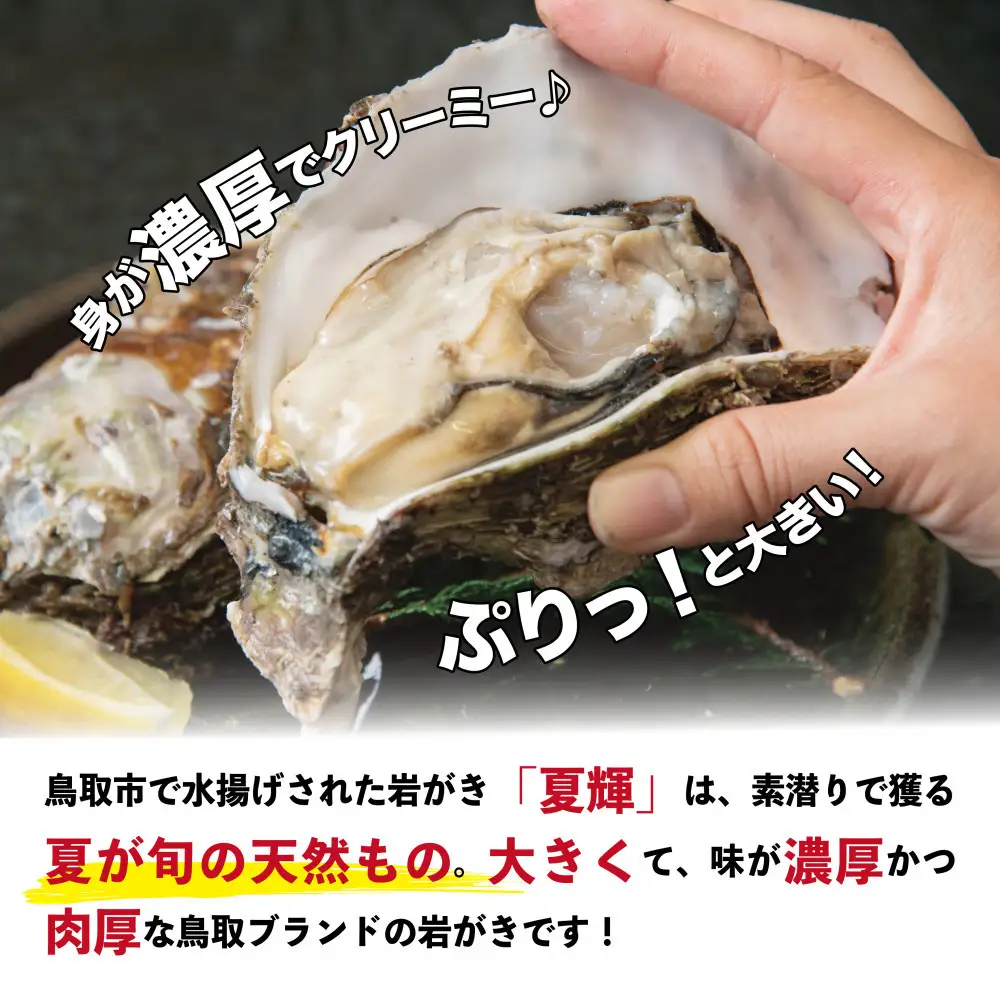 鳥取賀露港 天然岩がき「夏輝」セット【かねまさ・浜下商店】