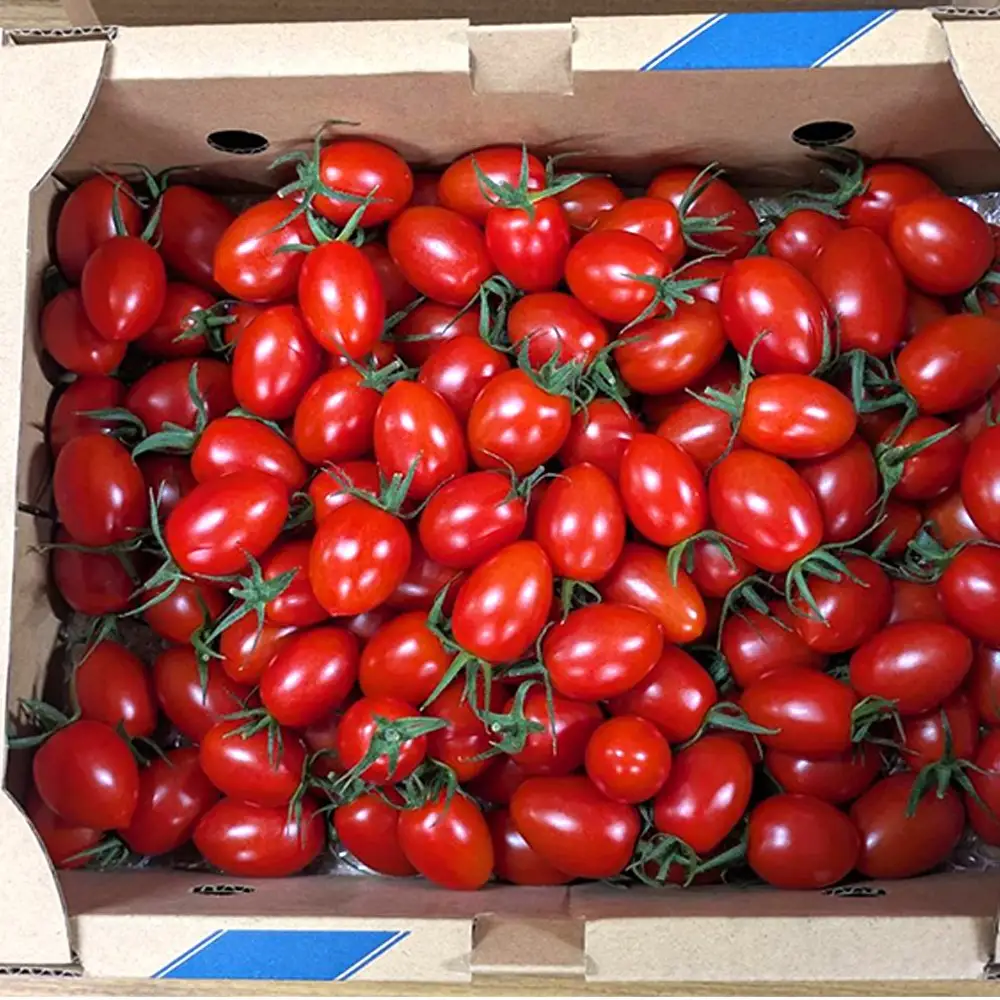 和歌山産ミニトマト「アイコトマト」約2kg（M・Lサイズおまかせ）［2027年2月出荷分］【tec100B-2】