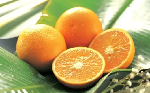 【産直】有田産清見オレンジ約5kg（サイズおまかせ・秀品）※2027年3月上旬～3月下旬頃順次発送予定【tec866B】