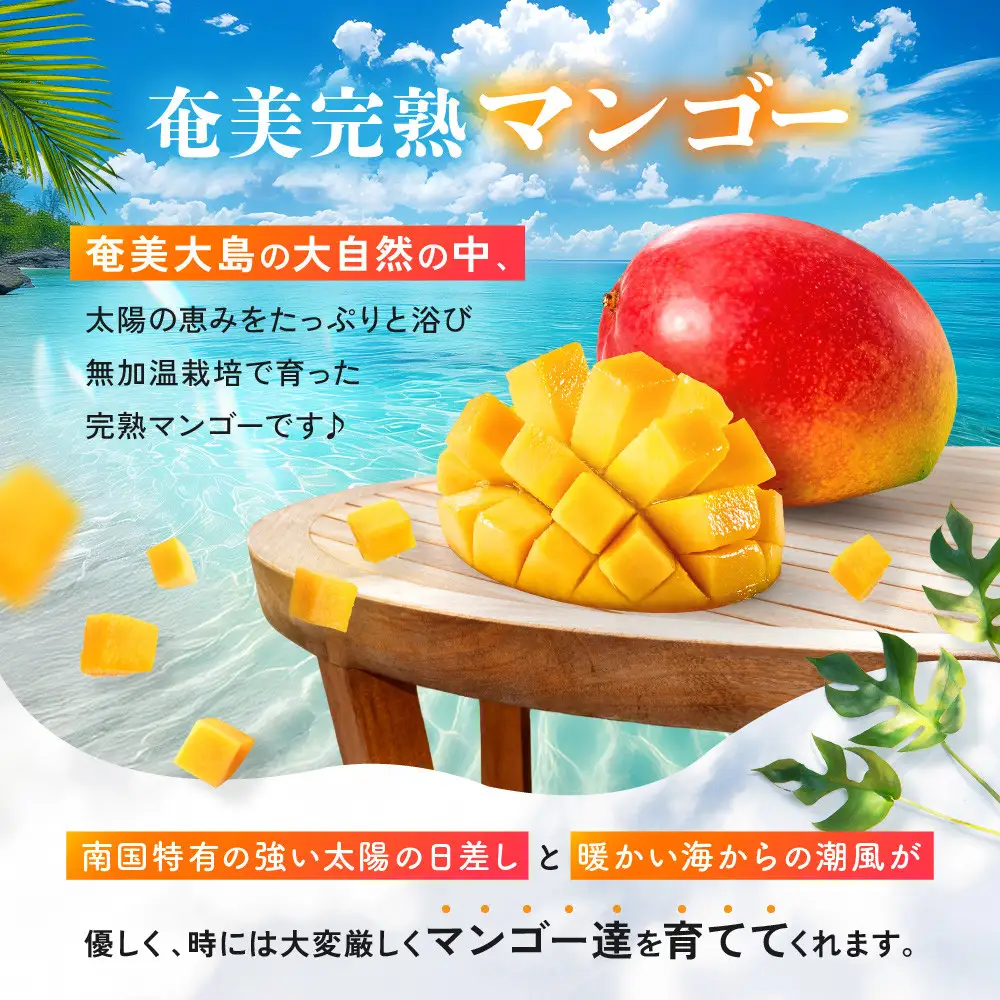 【2026年 先行予約】奄美完熟マンゴー 化粧箱 約2kg(4～6玉入り) 農家直送！