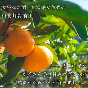 濃厚完熟！ 有田みかん 約5kg (2S～Lサイズ混合 家庭用) _BG6106n