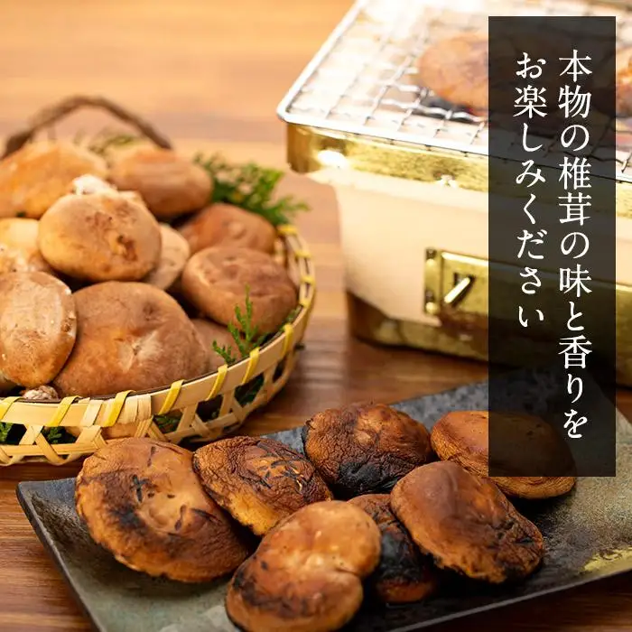 希少・原木栽培！屋久島産・新鮮採りたて生椎茸　900g（180g×5袋） | 椎茸