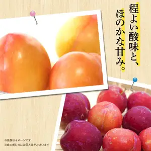 【2026年6月発送予定】九州・福岡フルーツ王国八女から直送！すもも約1.4kg｜＜配送不可：北海道・沖縄・離島＞ 数量限定 直送 1.4kg 旬 時期 すもも スモモ 果物 くだもの フルーツ デザート ジューシー 甘酸っぱい 家族団らん 冷蔵 九州 福岡県 八女市 072-163