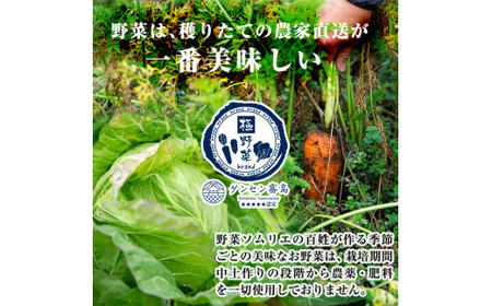 A-091 「極野菜」旬の極上お野菜セット【百姓道有元農場】霧島市 国産 詰め合わせ 食材 お楽しみ