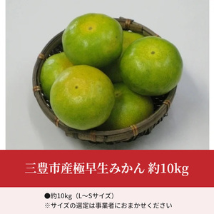 三豊市産極早生みかん 約10kg