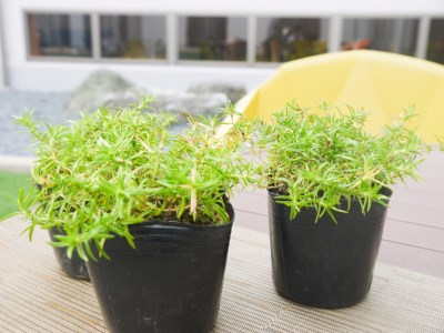 BS152_シバザクラ　モンブラン10個 花 苗 植物 家庭菜園 花壇 プランター ガーデニング 芝桜
