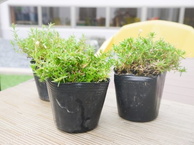 BS153_シバザクラ　タマノナガレ10個 花 苗 植物 家庭菜園 花壇 プランター ガーデニング 芝桜