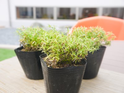BS154_シバザクラ　スカーレット10個 花 苗 植物 家庭菜園 花壇 プランター ガーデニング 芝桜