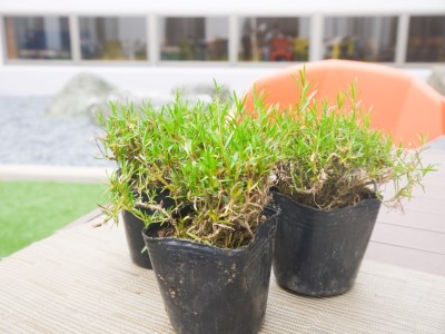 BS155_シバザクラ エメラルドクッションブルー10個 花 苗 植物 家庭菜園 花壇 プランター ガーデニング 芝桜