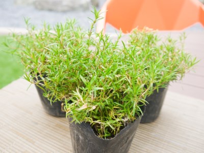 BS156_シバザクラ　ロンスドルファースコーン10個 花 苗 植物 家庭菜園 花壇 プランター ガーデニング 芝桜