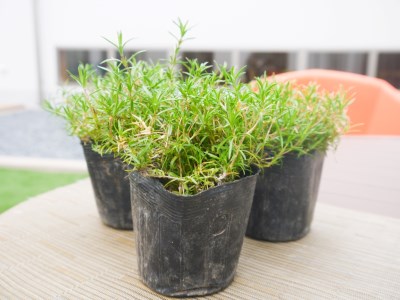 BS162_シバザクラ　ロンスドルファースコーン20個 花 苗 植物 家庭菜園 花壇 プランター ガーデニング 芝桜