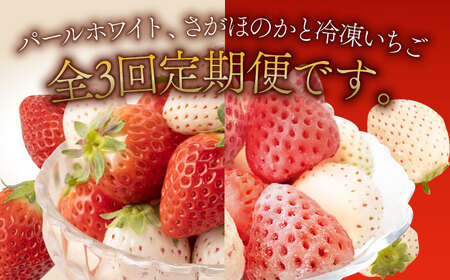 【先行予約 2027年3月〜発送】【3回定期便】パールホワイト さがほのか 冷凍いちご いちご 