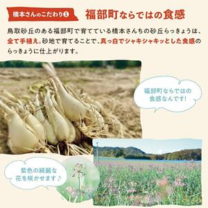 橋本さんちの砂丘らっきょう甘酢漬け 800g (瓶)