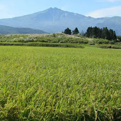 【先行予約】《定期便 3回 隔月配送》 あきたこまち 5kg  精米 あきたこまち R8年産