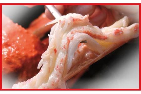 ボイルずわいがに足2kg(10肩前後) D-56011