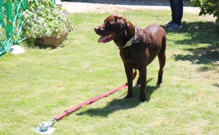大型犬も安全に守るドッグポール　大型犬用フレペグ 雑貨 日用品 