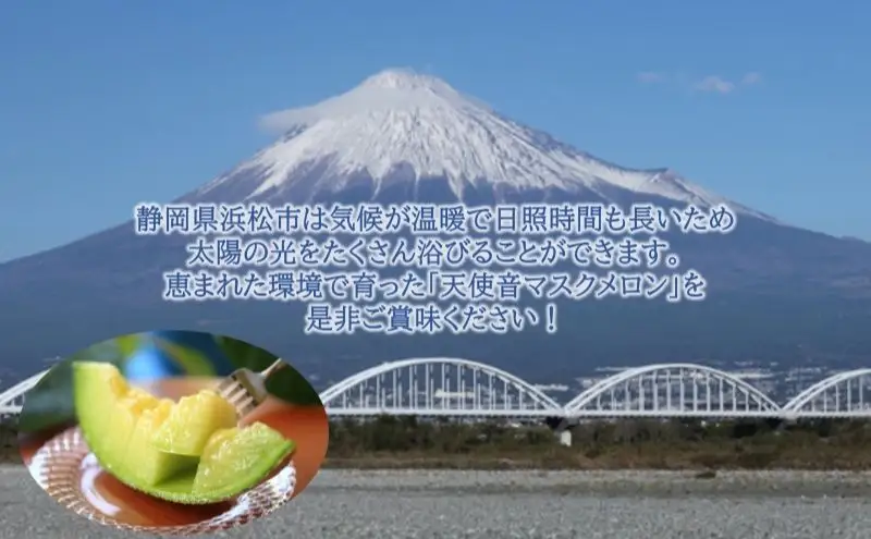 天使音（あまね）マスクメロン 1玉（1.4kg以上）高級 フルーツ 果物 メロン 静岡 浜松市【配送不可：離島】