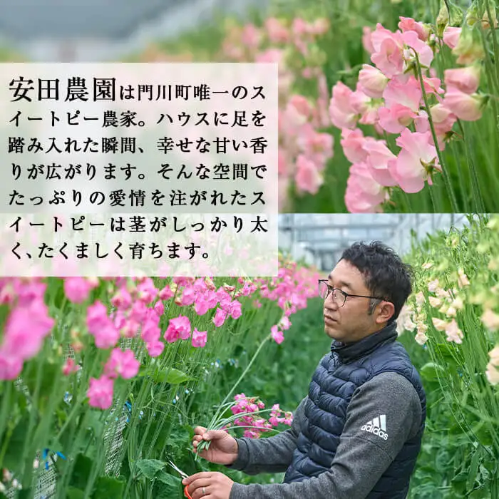 ＜先行予約受付中！2026年12月中旬から順次発送予定＞門川町産スイートピーミックス(計100本・50本×2束) 花  ギフト 【AL-1】【安田農園】 