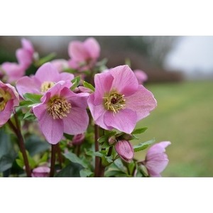 【 先行予約 ：2026年12月発送 】 花 クリスマスローズ ラベンダー ピンク 4.5号 花 花 オンライン決済限定