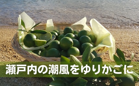 ライム 柑橘 豊島ライム 瀬戸内産 ライム【約5kg】
