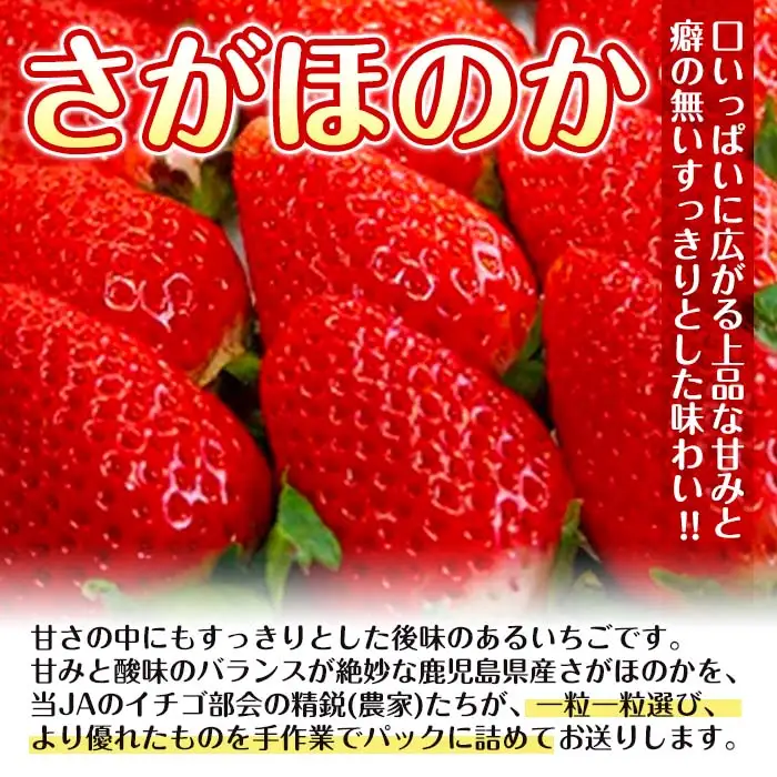 i109 ＜先行予約受付中！2027年1月中旬以降順次発送予定＞＜ギフト用・数量限定＞鹿児島県産イチゴ(計約1.4kg・40粒×2箱) イチゴ 苺 さがほのか 果物 くだもの フルーツ 旬 九州産 プレゼント ギフト 贈り物 お土産 【JA鹿児島いずみ(果実課)】
