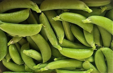 【期間限定発送】 野菜 スナップエンドウ 約1kg