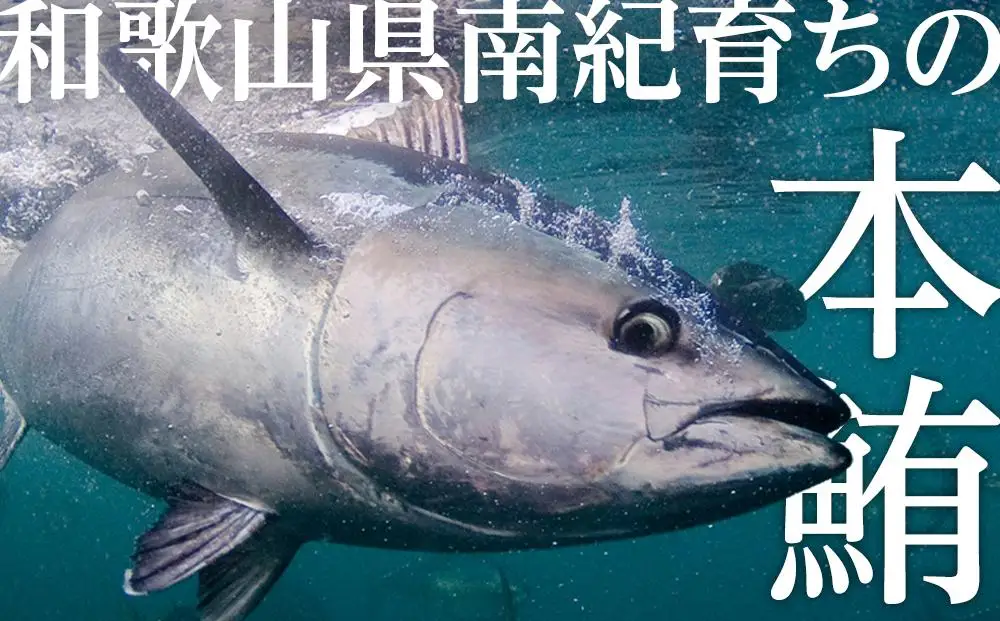 本マグロ（養殖）トロ＆赤身セット 500g［KS12］ まぐろ 年内発送受付中