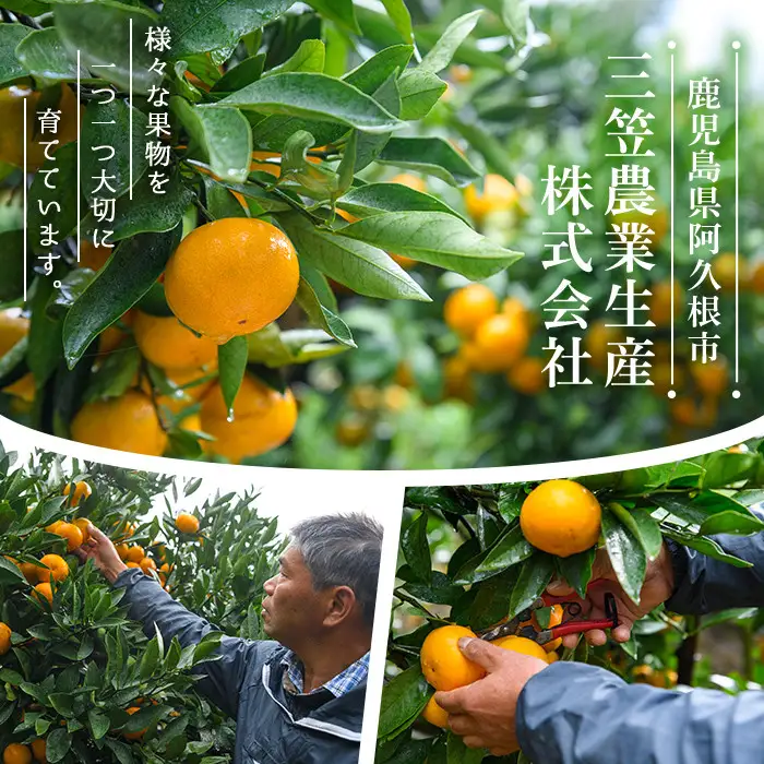 ＜先行予約受付中！2026年12月下旬以降順次発送予定＞数量限定！鹿児島県産 手詰めぽんかん(計約5kg・2L or 3L) 旬 フルーツ 果物 くだもの ポンカン 早生系統 デザート ノーワックス 阿久根市産 期間限定 数量限定 手詰 手作業【三笠農業生産】akn051-01