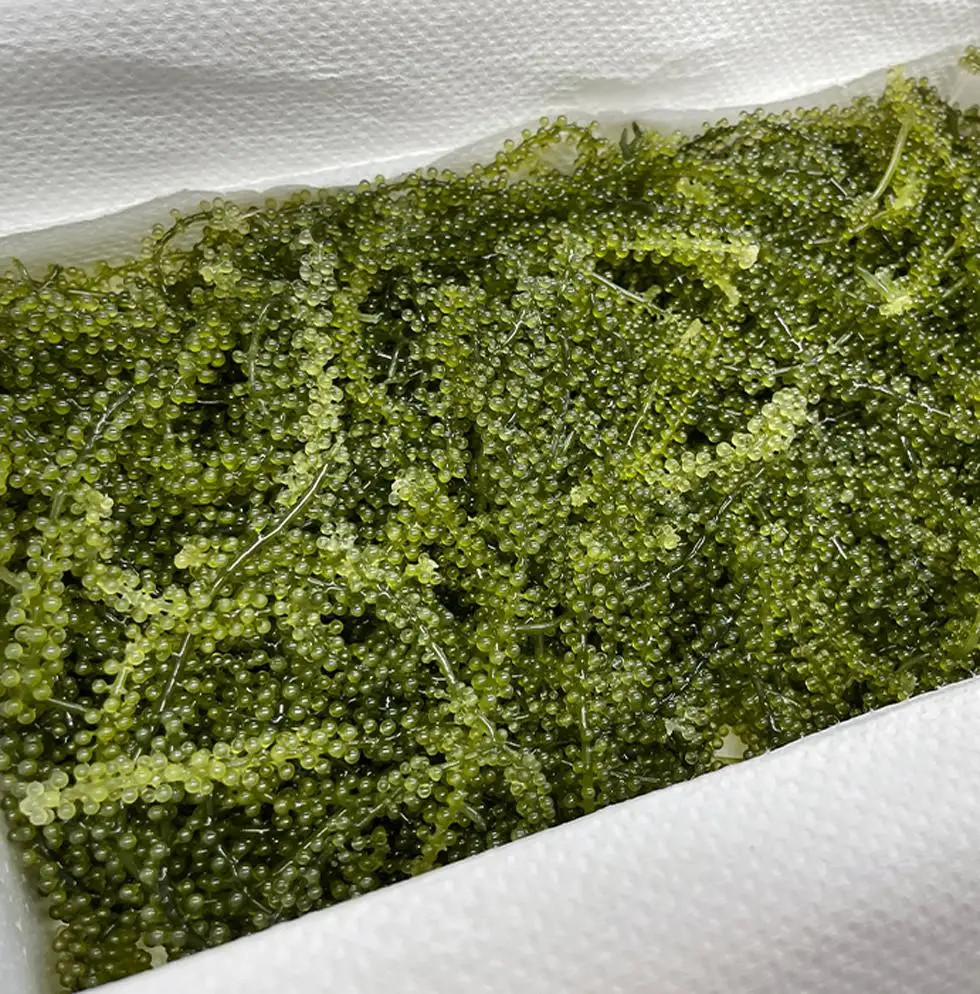新鮮！海ぶどう300g 