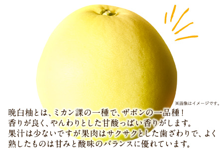 森田果樹園の晩白柚 1玉 森田果樹園《12月中旬-2月末頃出荷》果物 フルーツ サボン 熊本