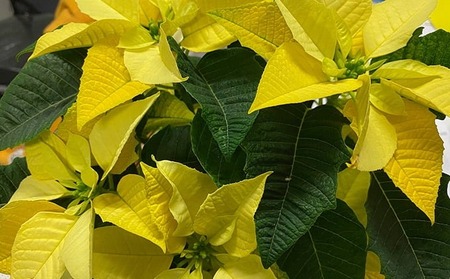 【 先行予約 ：2026年11月発送 】 花 ポインセチア イエロー  5号 クリスマス 花