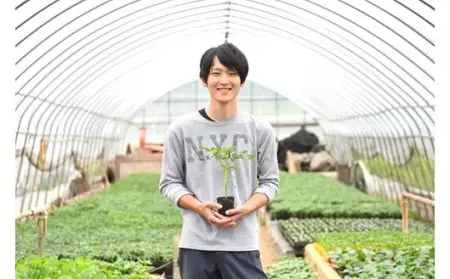 万能調味料！完熟とまとみそ 3個セット 完熟とまとみそ 70g 3個 セット 万能調味料 トマト みそ 味噌 万能ソース 井野納菜園 熊本 阿蘇 南小国町 送料無料