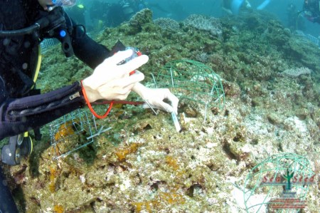 【SeaSeed】養殖サンゴ　85株の移植放流