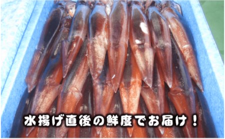 スルメイカ 160-200g×5 イカ