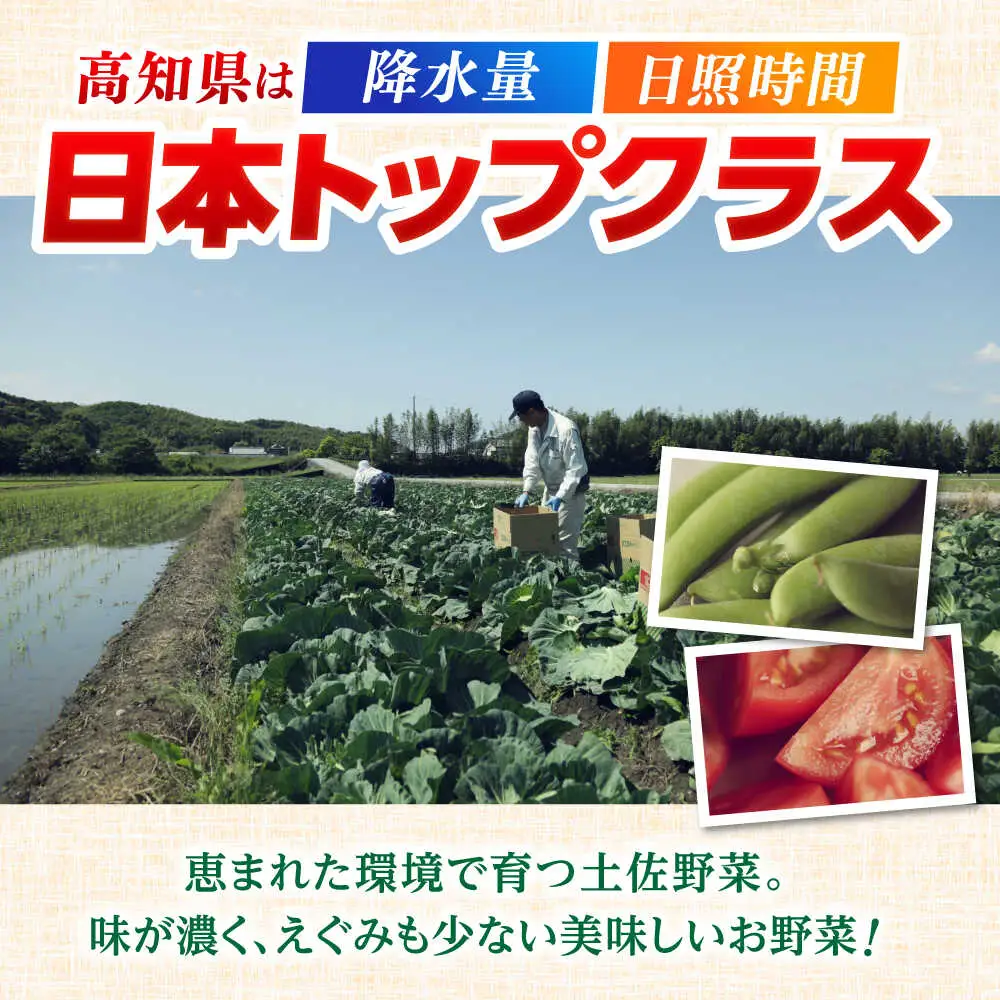 【最速発送】土佐の太陽をいっぱいに浴びた旬の野菜セット「大」【土佐野菜】 [ATBA002]　スピード 最短 最速 発送 春 春野菜 旬野菜 野菜詰め合わせ